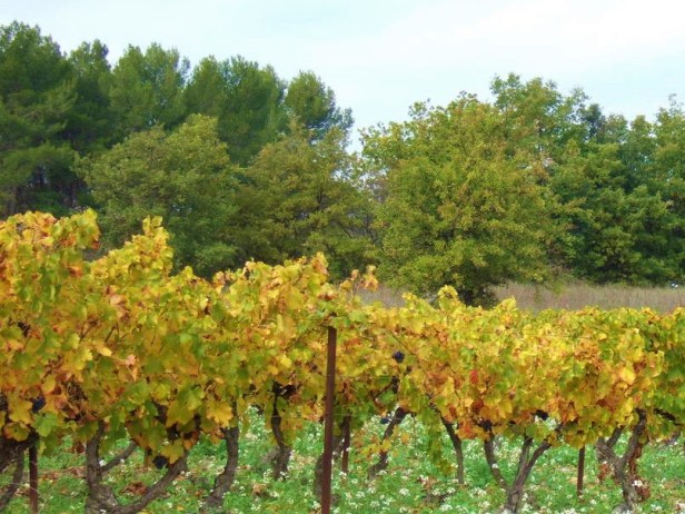 wineyards-in-provence-1406926-1280x960