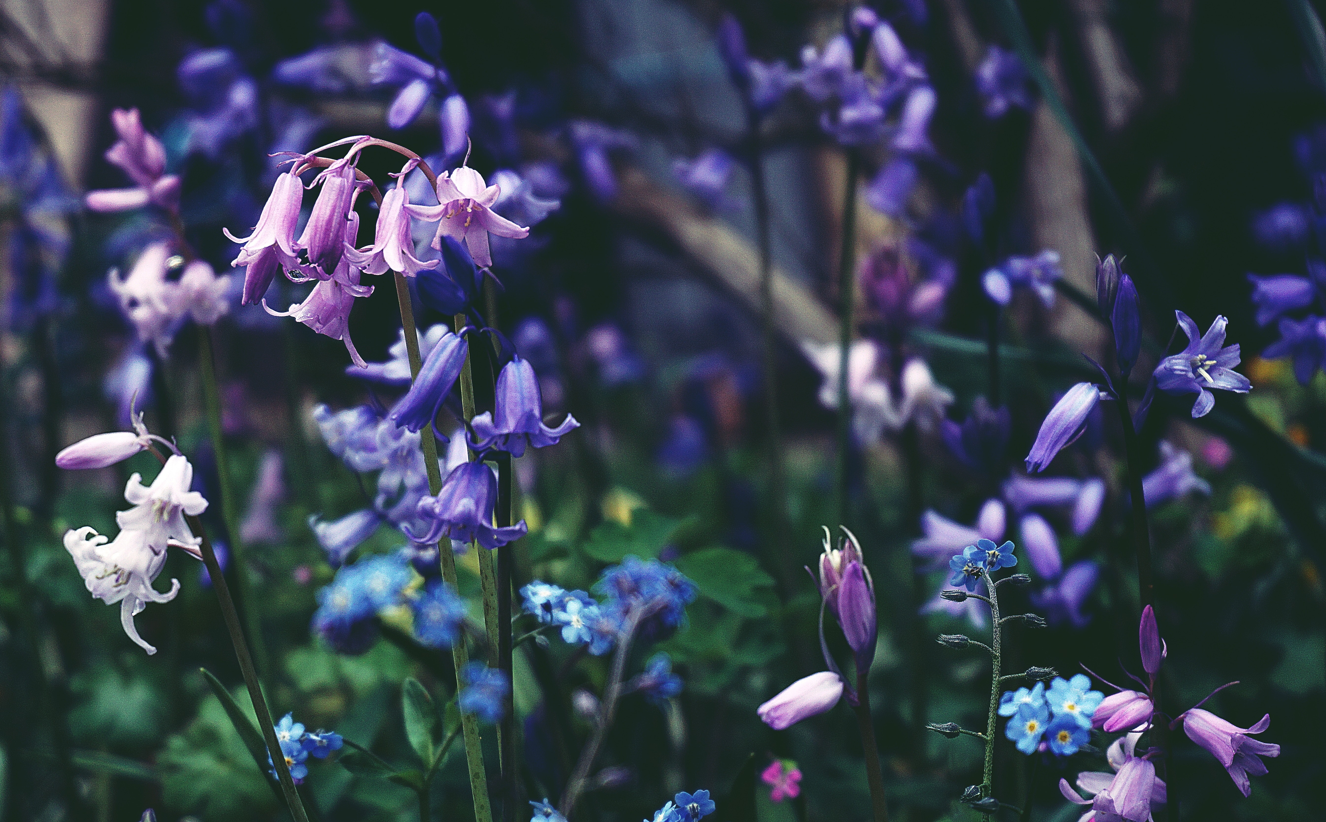 Gartenflagge Bluebells – 30,5x45,7 Cm, Doppelseitig Bedruckt, Aus Wetterfester Jute